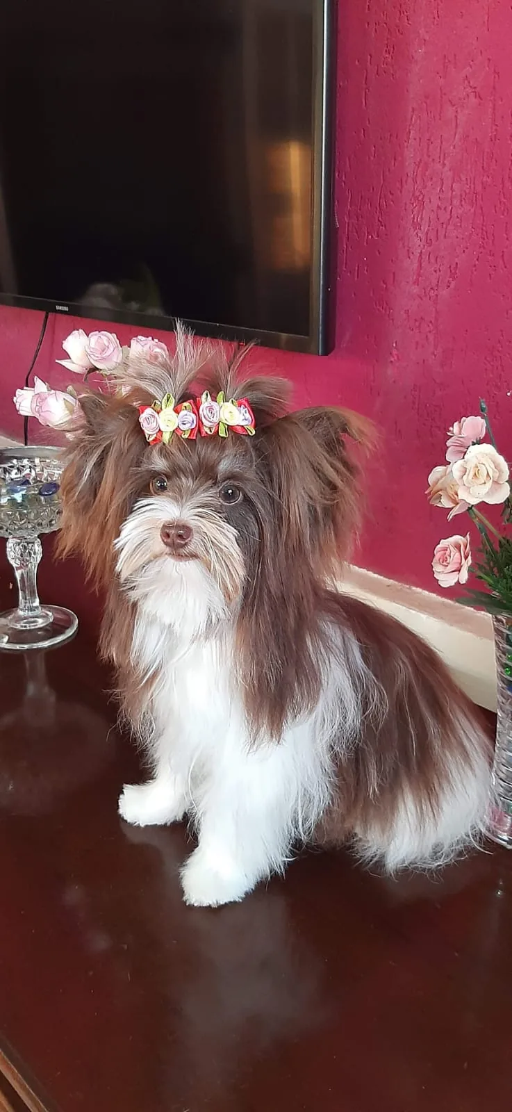 Biewer Terrier do Canil Monte Belo